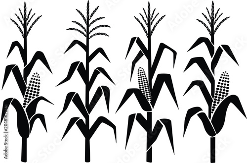 Foto Corn plant silhouettes set maize crop variations agricultural elements farming c