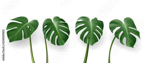 3d realistic vector icon illustration. Green monstera leaves in different shape. Isolated on white background.