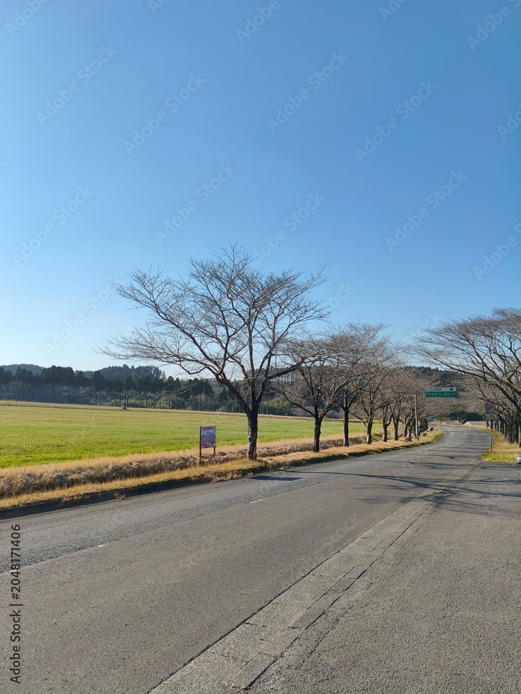 Fototapeta premium road in the countryside