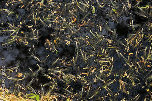 Canvas-taulu Sad and desolate view of burnt grass and black soil covered in dark ash and char