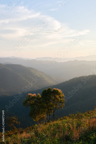 Obraz na plátně Serene mountain landscape showcases lonely green tree growing on grassy hill ove