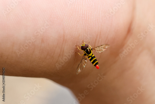 Obraz na plátne Fearless yellow stripe wasp landing on calm human skin outdoor, tiny insect sitt
