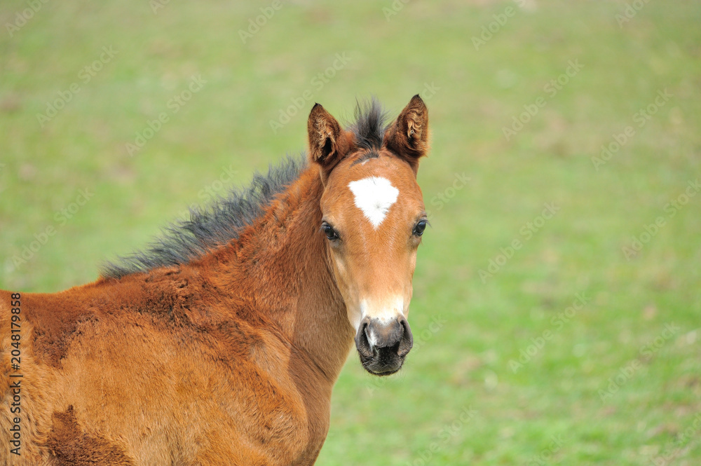 Fototapeta premium 馬の顔