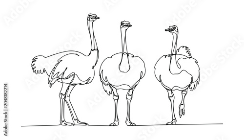 Photography Continuous Simple black line art drawing set of Common ostrich bird in a minimalist style on a white background