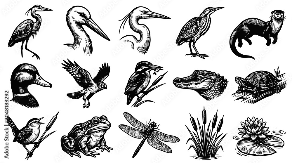 Obraz premium Detailed Black White Engraving Style Wetland Ecosystem Wildlife Nature Vector Illustrations