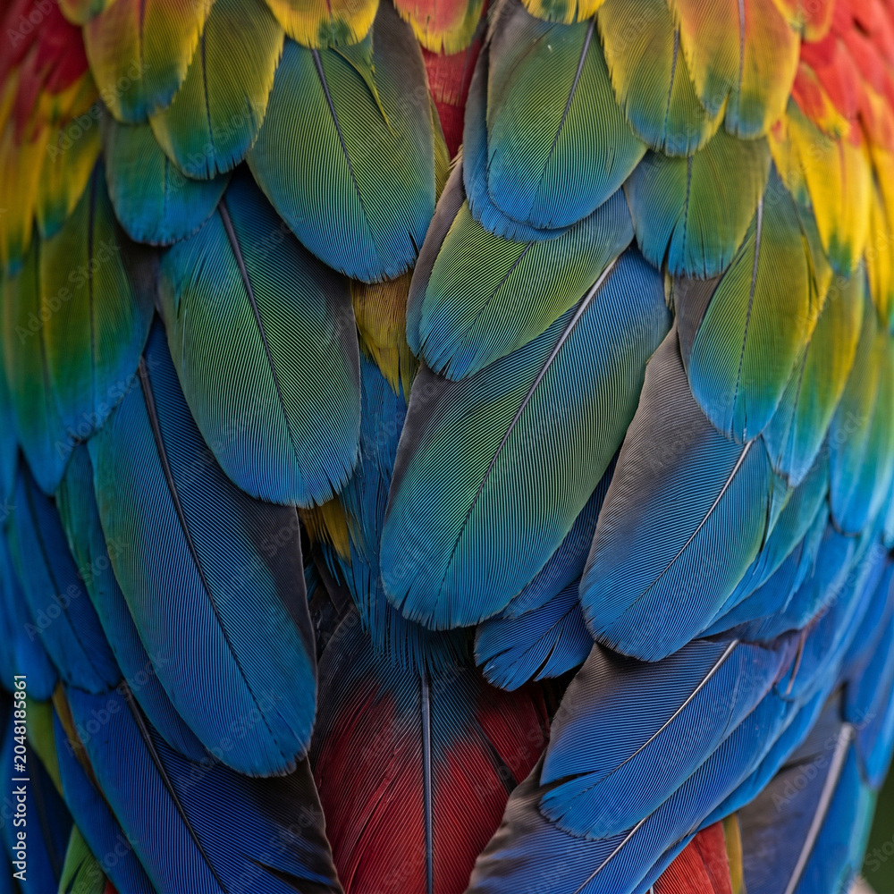Fototapeta premium Vibrant colorful macaw parrot wing feathers