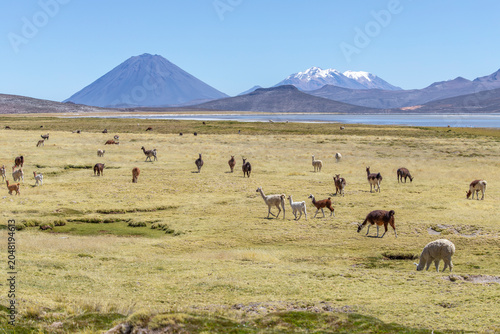 Canvastavla Herd of domestic alpacas grazing in the Altiplano of Salinas and Aguada Blanca N