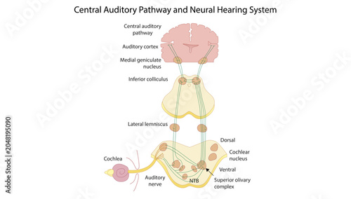 Photos Central Auditory Pathway and Neural Hearing System
the central auditory pathway from the cochlea to the auditory cortex through major brainstem and thalamic relay nuclei