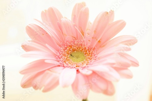 Bloom Flower - Nature’s Colors in Harmony