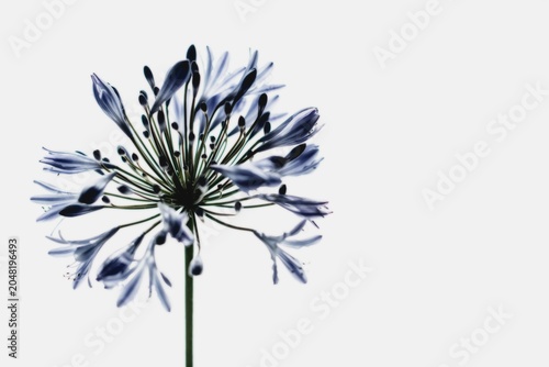 Bloom Flower - Nature’s Colors in Harmony