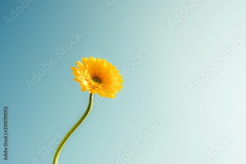 Bloom Flower - Nature’s Colors in Harmony
