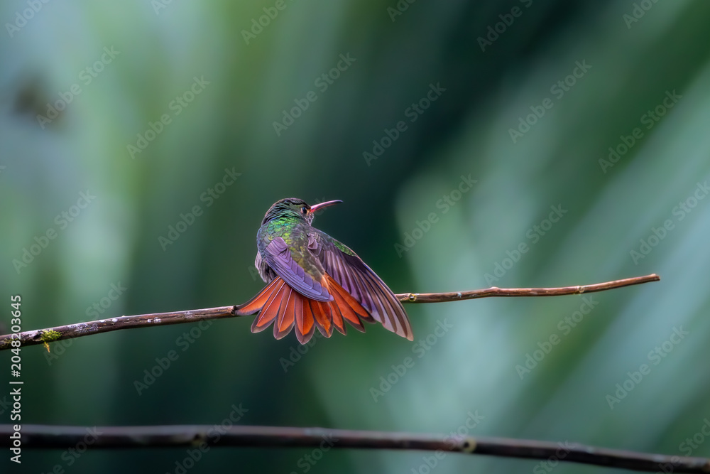Fototapeta premium A rare, breathtaking look at a hummingbird unfurling its iridescent emerald and fiery copper feathers. Bring the quiet, vibrant elegance of nature’s morning ritual.