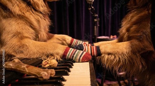 Funny dog Concert, Cute dog Performer, Cheerful Music dog, Dogs Playing Piano with Colorful Socks at Concert