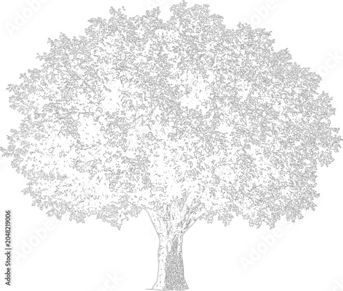 A detailed line drawing of a tree with a large canopy and trunk