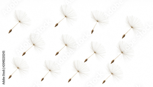 Schilderij op canvas Ten delicate dandelion seeds with white fluffy pappus floating in the air, isola