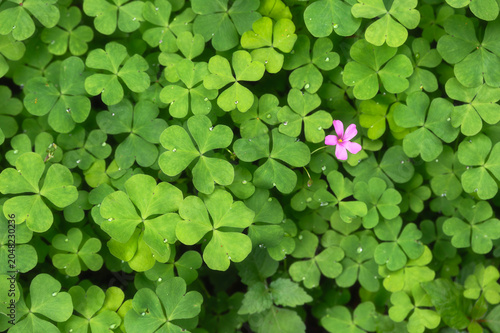 Background shot of Single Pink Flower in Dense Bed of Green Clover Oxalis Sorrel Foliage