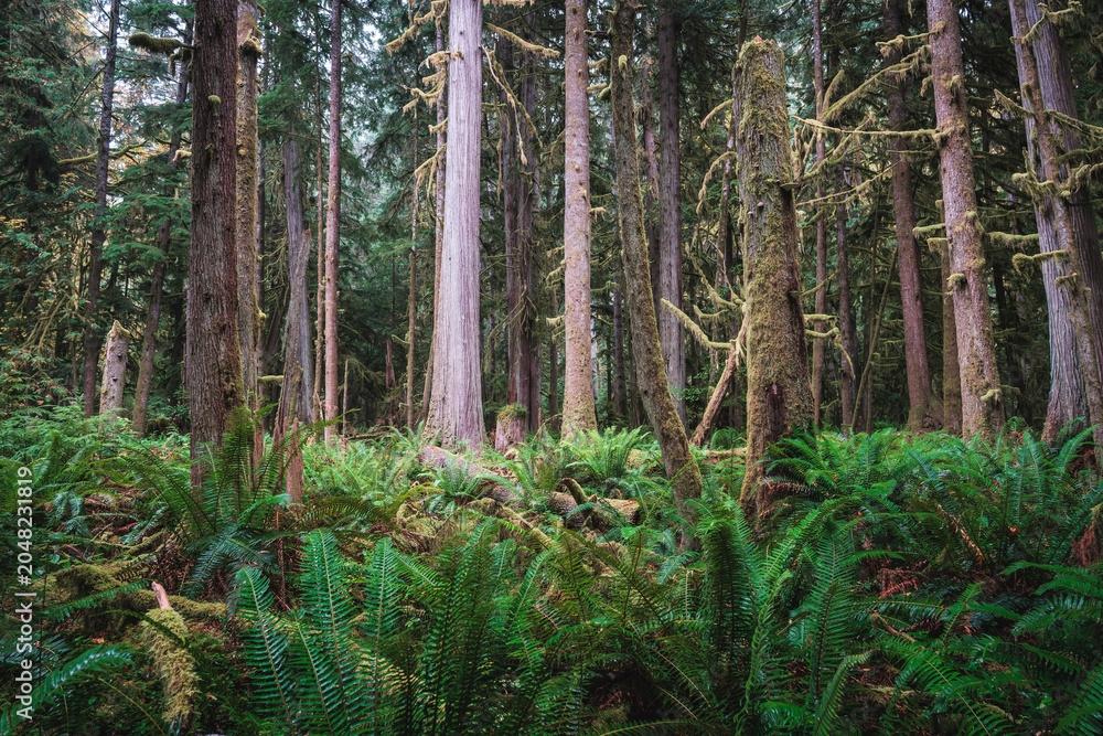 Fototapeta premium Forest natural scenery of Olympic National Park, Washington State, USA