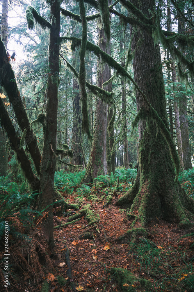 Fototapeta premium Forest natural scenery of Olympic National Park, Washington State, USA