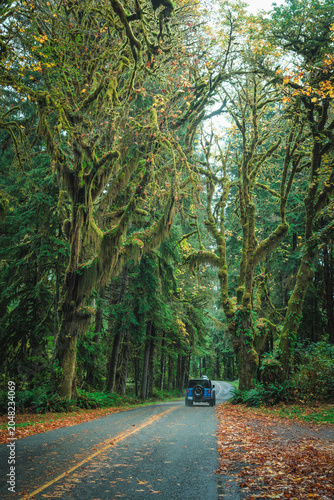 Forest Highway scenery in Olympic National Park, Washington State, USA