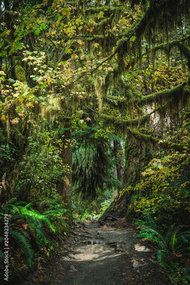 Obraz premium Hiking in the Hol River Rainforest, Olympic National Park, USA