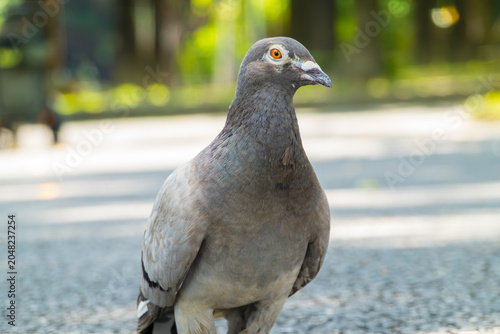 Fotografía Bright close-up portrait of a feral pigeon (Columba livia) in profile, showcasing sharp orange eye and plumage details in a sunlit city park