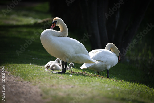 Cuadro en lienzo Mute swan family resting on green grass near a lakeside, with two adult white swans protecting their fluffy cygnets in soft natural light during spring breeding season