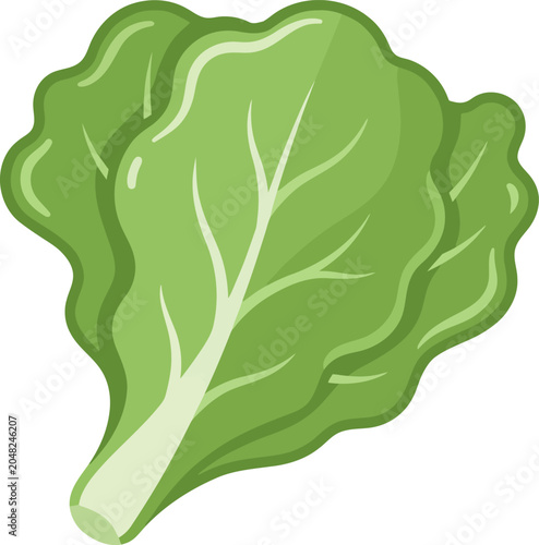 Photos Fresh green lettuce leaf, healthy vegetarian food, raw salad ingredient, organic vegetable, isolated vector illustration, cute cartoon style design, simple white background, vegan diet