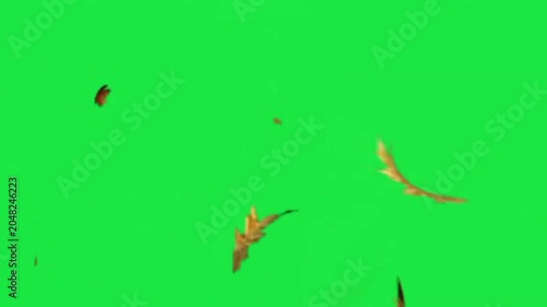 Falling autumn leaves on green screen background, chroma key wind blowing leaf animation