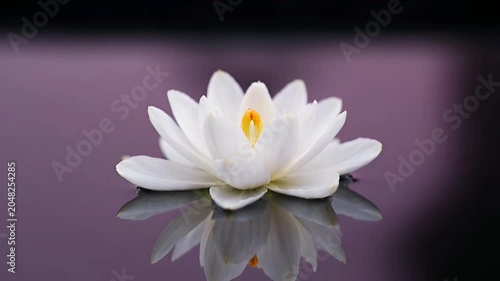 White Lotus Flower on Water.