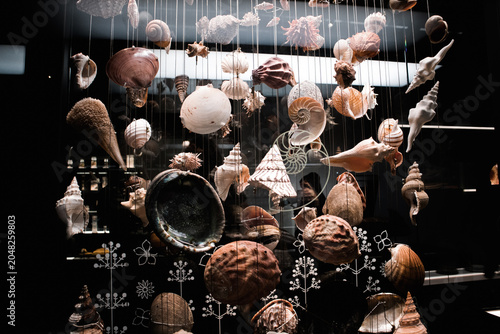 Fotografija Shells in maritime museum