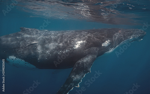 Fotografi Close up underwater shot of a humpback whale swimming in the dee