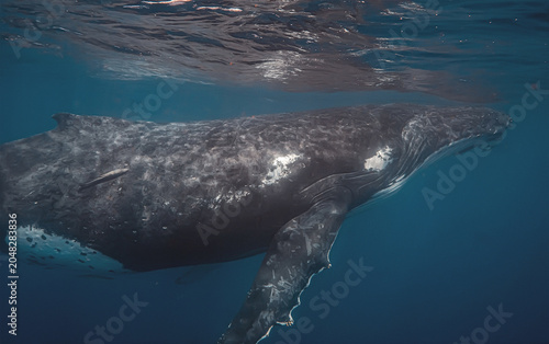 Canvastavla Humpback whale swimming underwater near the surface with remora