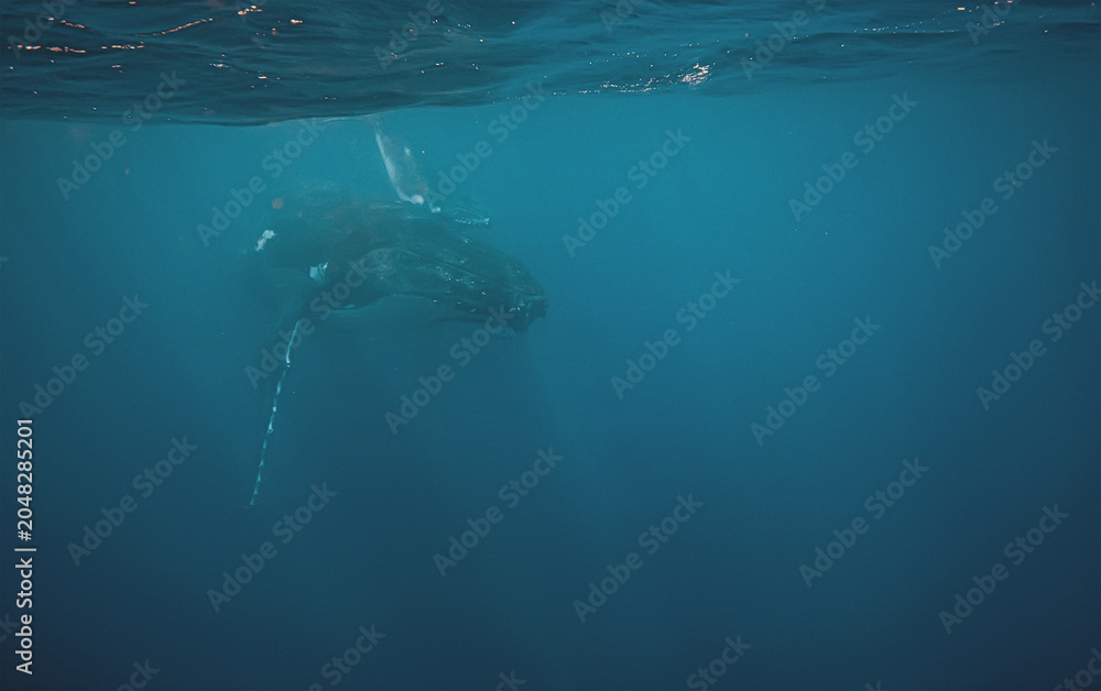 Fototapeta premium Underwater view of a humpback whale swimming near the surface in