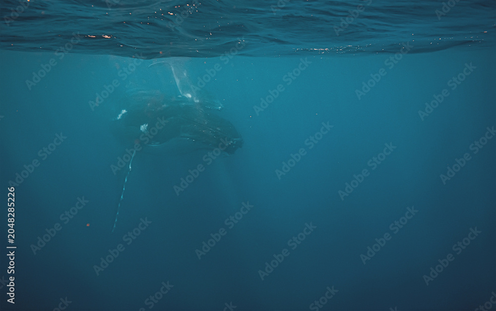 Naklejka premium A majestic humpback whale swimming deep underwater in the blue o