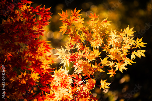 Fotografie Autumn leaves, top view pattern