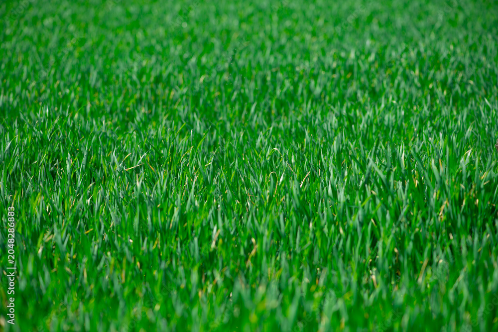 Obraz premium Grass lawn shows fresh green texture detail. Grass in meadow creates natural pattern. Rural grass suits spring outdoor landscape. Selective depth keeps grass soft.