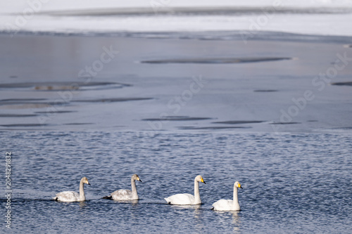 Foto Whooper swan parent and cygnet resting on a frozen lake in Shirarutoro Lake Hokk