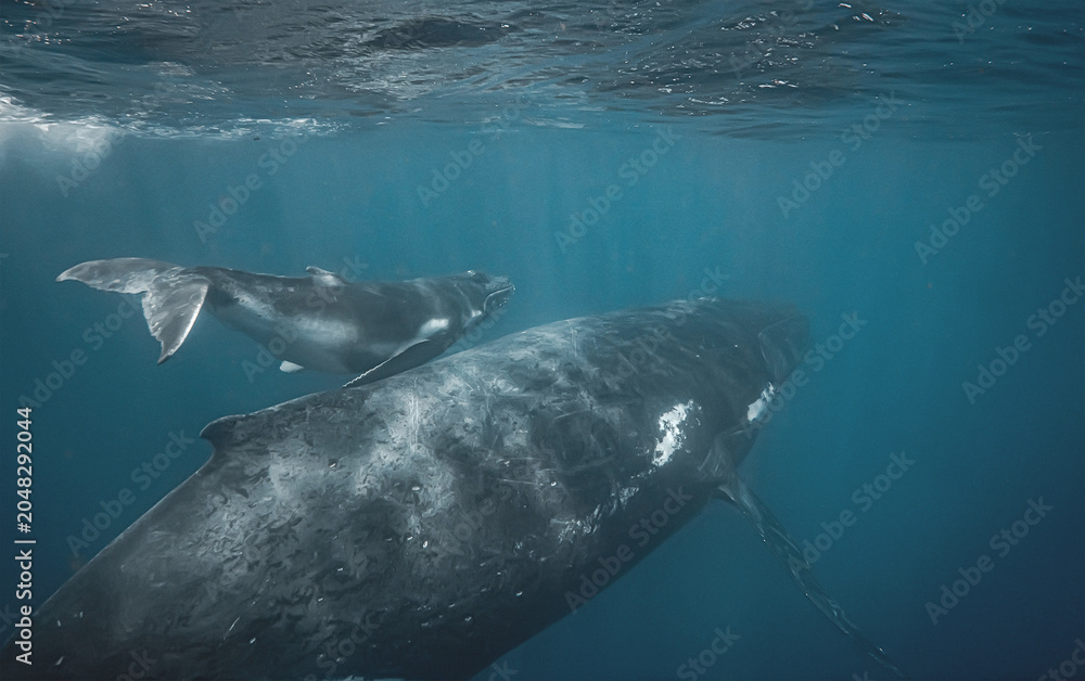 Fototapeta premium Humpback whale calf swimming alongside its mother underwater in