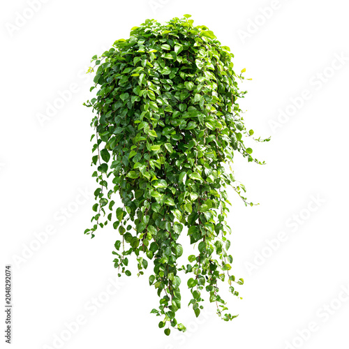 Lush Green Leaves of Javanese Vines in Forest Environment