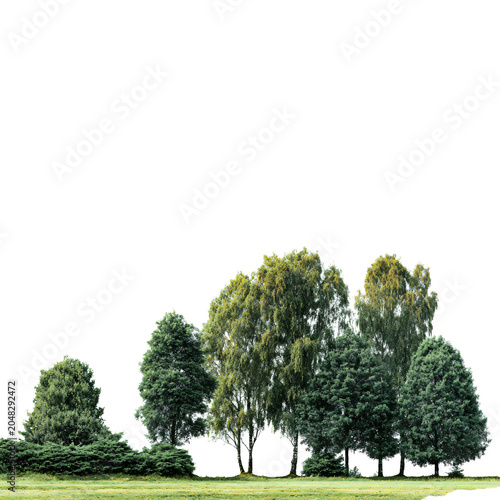 Green Trees Isolated on White Background: Enhancing Designs with Forest and Foliage Elements
