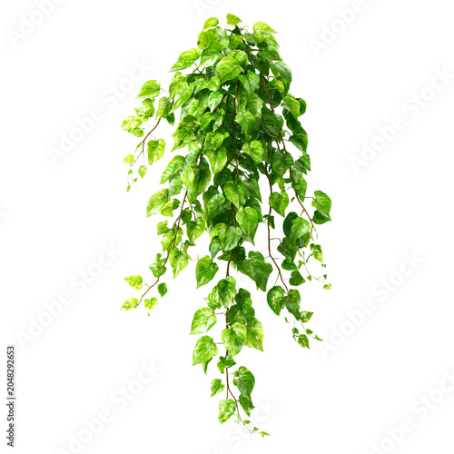 Green Twisted Long Javanese or Grape Ivy Jungle Vine Hanging