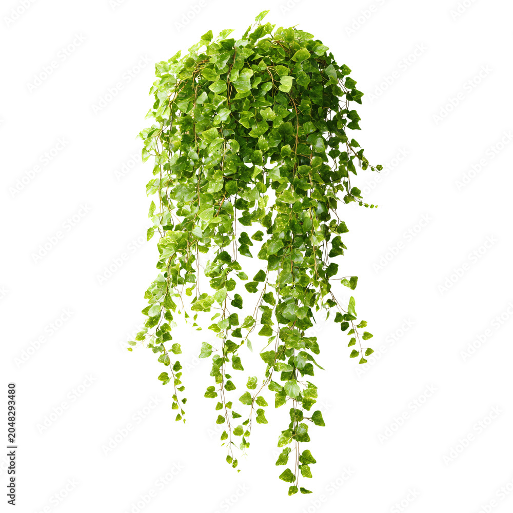 Naklejka premium Professional Hanging Green Ivy Plant with Cascading Vine Isolated on Transparent Background