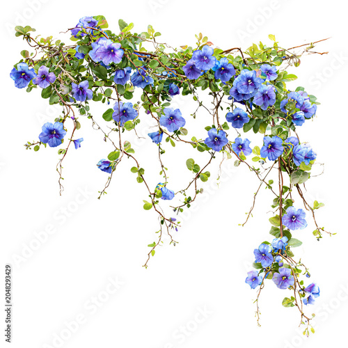 Beautiful Hanging Vines with Blue Flowers - Blue Pea Pigeonwings Ivy