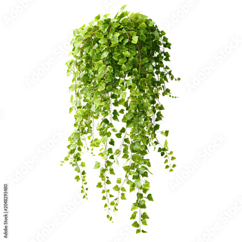 Professional Hanging Green Ivy Plant with Cascading Vine Isolated on Transparent Background