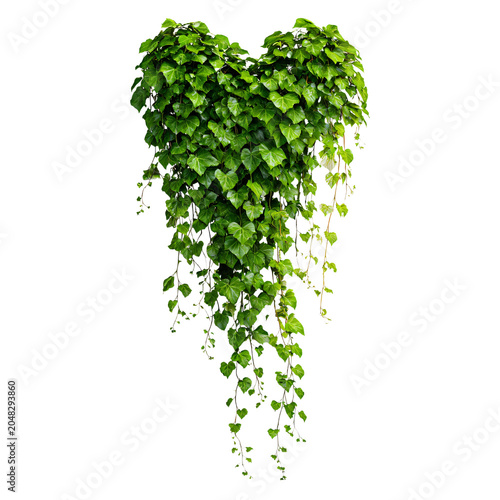 Professional Heart-Shaped Green Leaves and Climbing Vines Ivy of Cowslip Creep Image