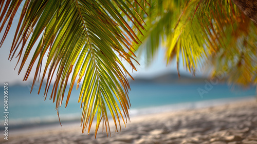 A vibrant high detail photograph focusing on sunlit palm fronds. the fronds, colored green and golden brown, occupy the upper and central portions of the frame. Ai generated