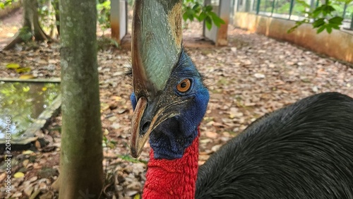 Bild auf Leinwand A striking, close-up portrait of a Cassowary shows its vivid blue and red neck and wattle