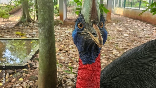 Obraz na płótnie A striking, close-up portrait of a Cassowary shows its vivid blue and red neck and wattle