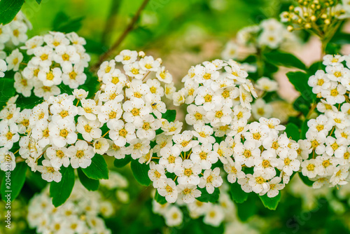Macro shot of blooming white spiraea bridal wreath flowers with a soft green bokeh background