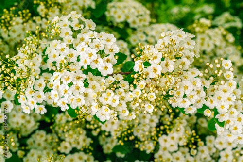 Close-up of blooming white spiraea bridal wreath flowers on a branch in a spring garden